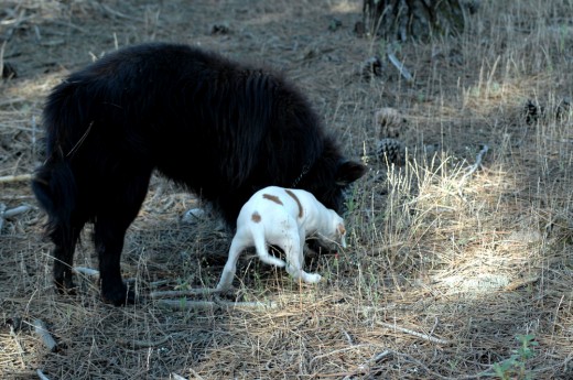 Blacky es un experto buscador de topillos. Sus nada menos que diez años de experiencia le convierten en un maestro donde los haya... y hay que aprender de los expertos.